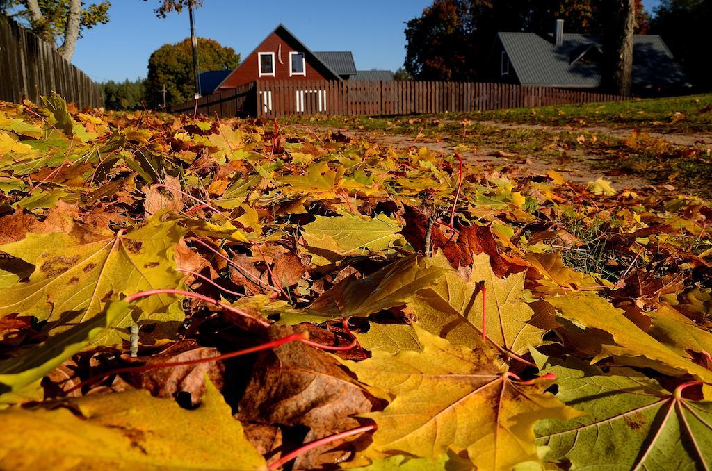 Dzukijos Uoga Pensionat Virsurodukis Rum bild